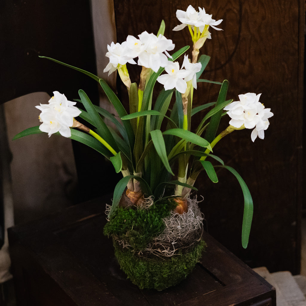 Double Paperwhite Potted