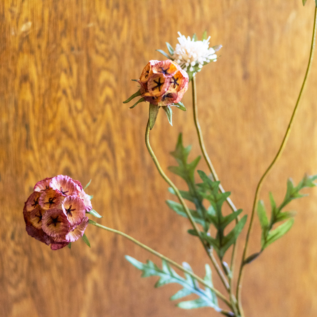Autumn Cinnamon Spice Scabiosa Spray