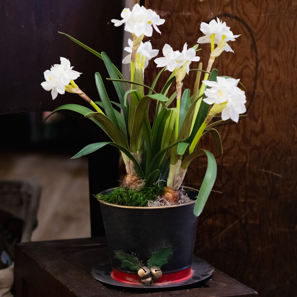 Double Paperwhite Potted