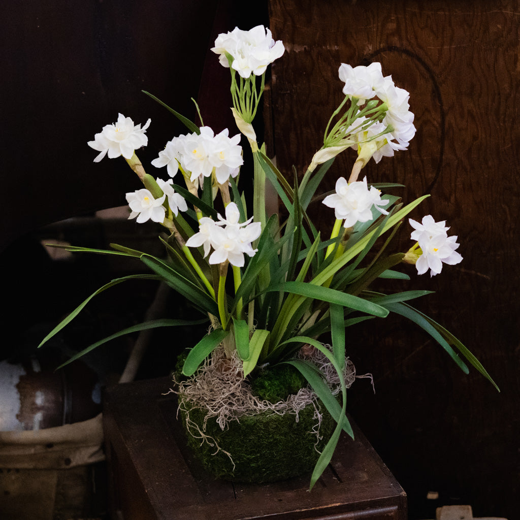 Triple Paperwhite Round Centerpiece Drop In
