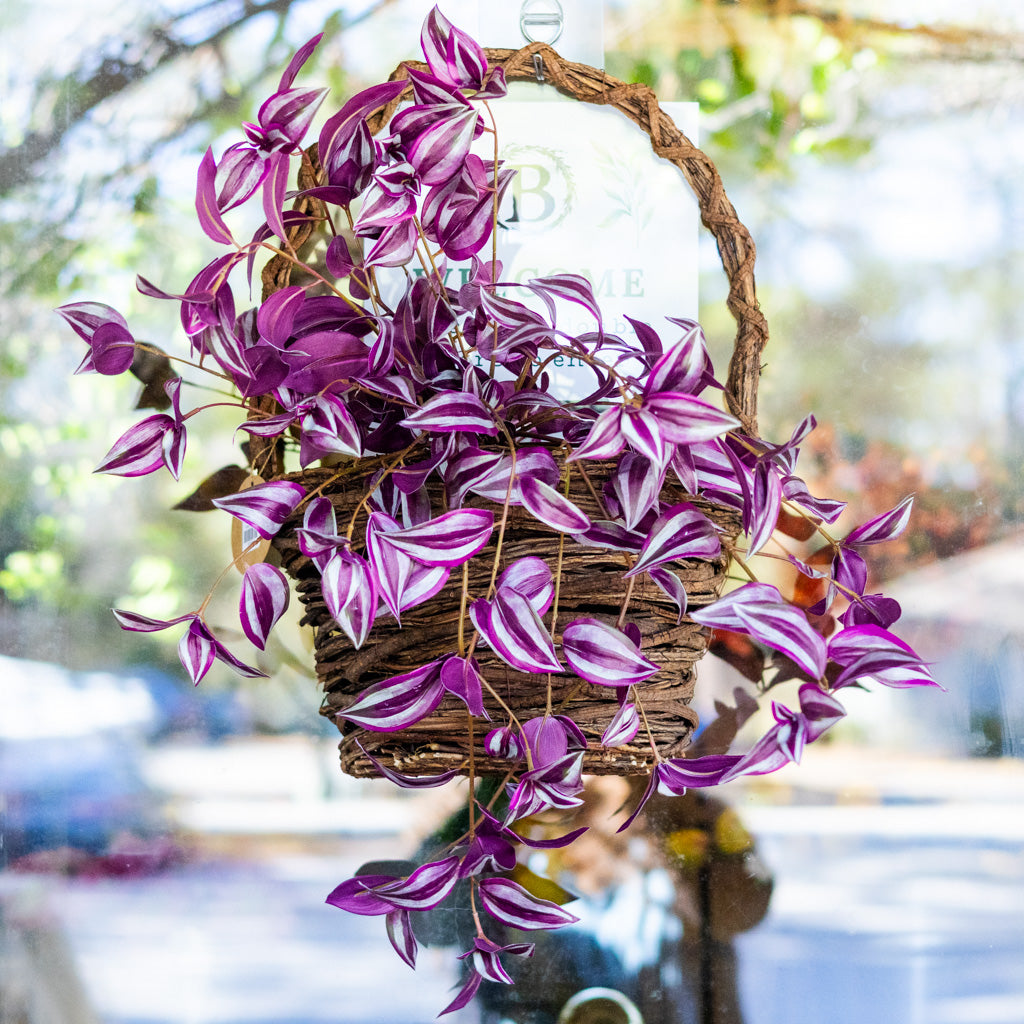 purple hanging house plants UV Hanging Tradescantia Purple