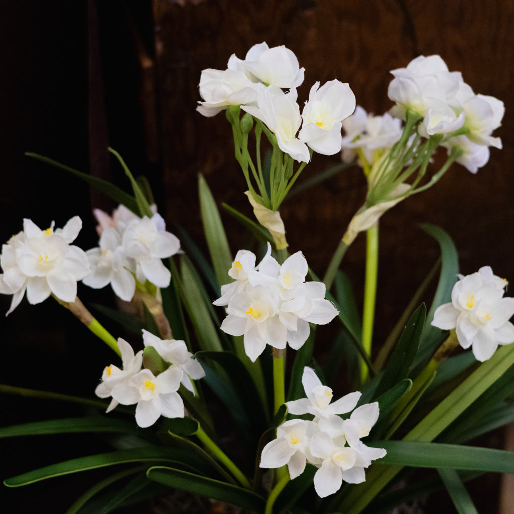 Triple Paperwhite Round Centerpiece Drop In