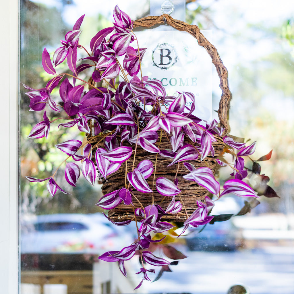 UV Hanging Tradescantia Purple