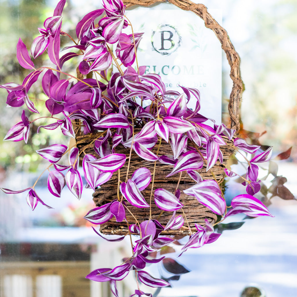 UV Hanging Tradescantia Purple