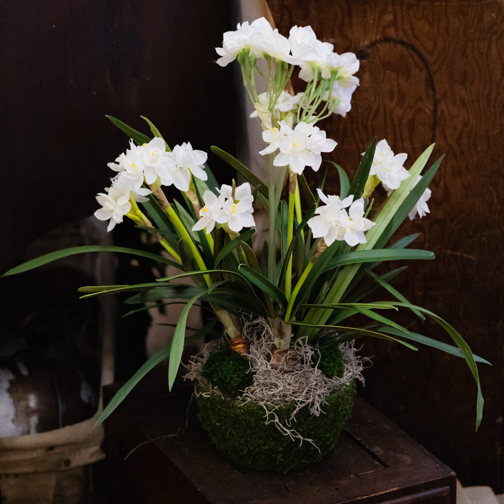 Triple Paperwhite Round Centerpiece Drop In