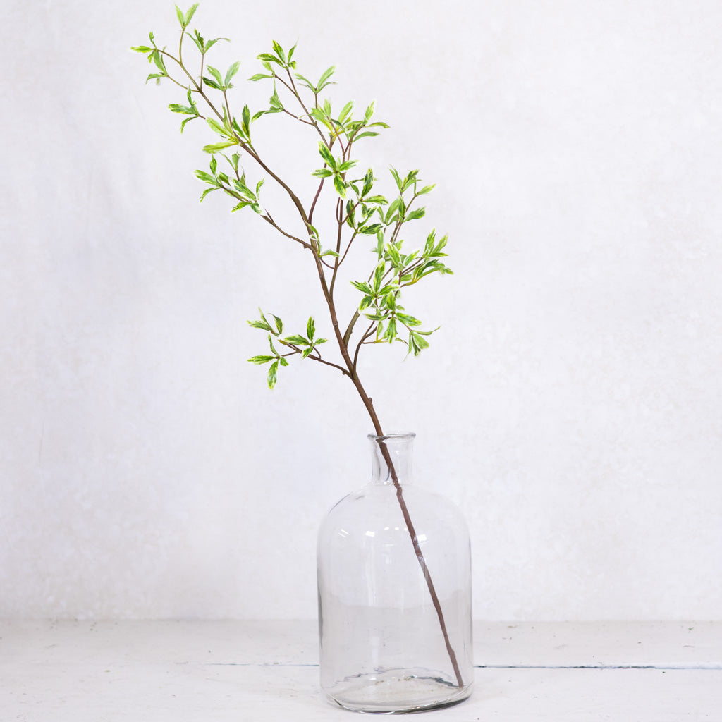 Coprosma Spray Green White