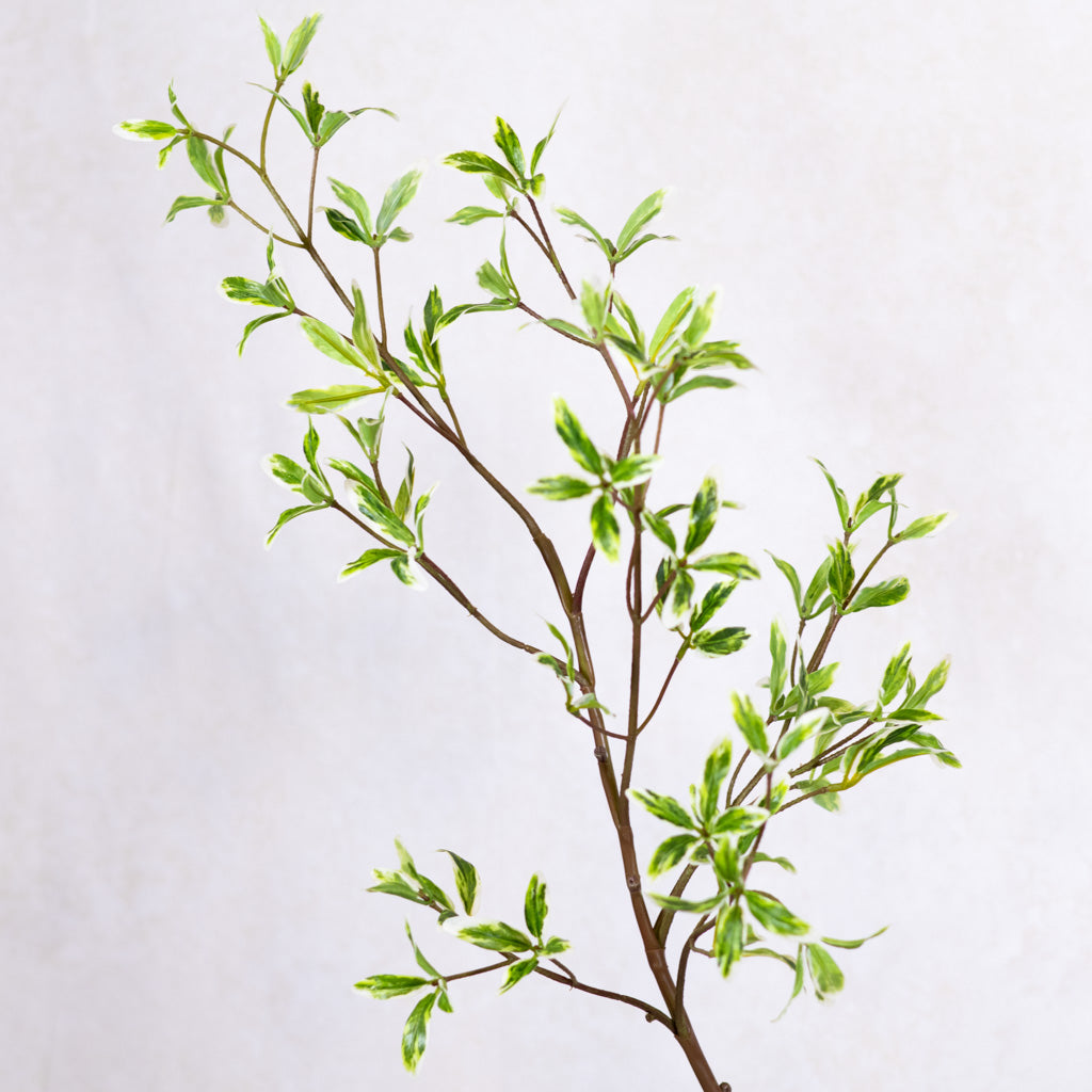 Coprosma Spray Green White