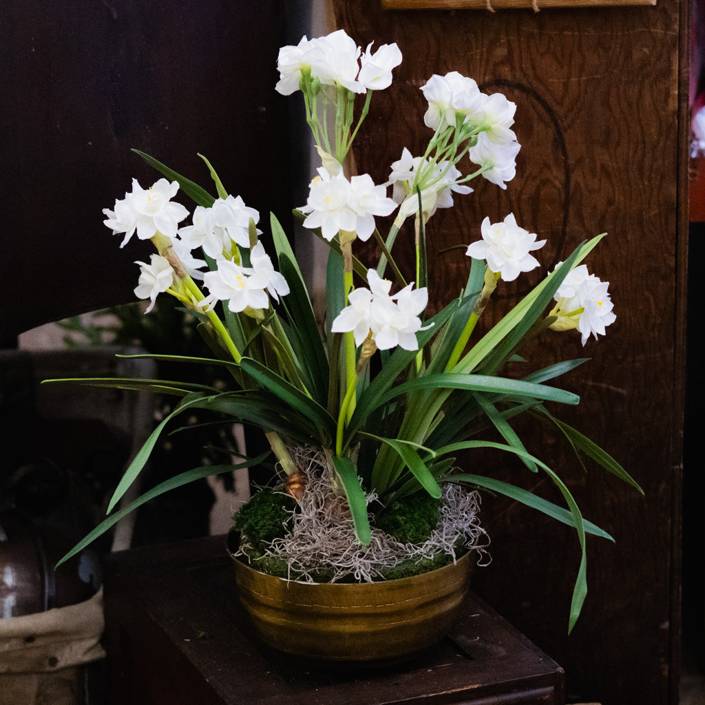 Triple Paperwhite Round Centerpiece Drop In