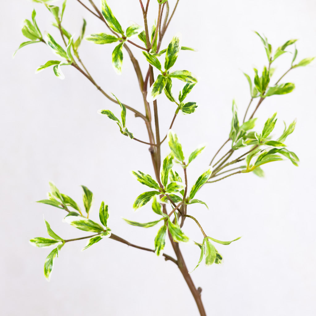 Coprosma Spray Green White