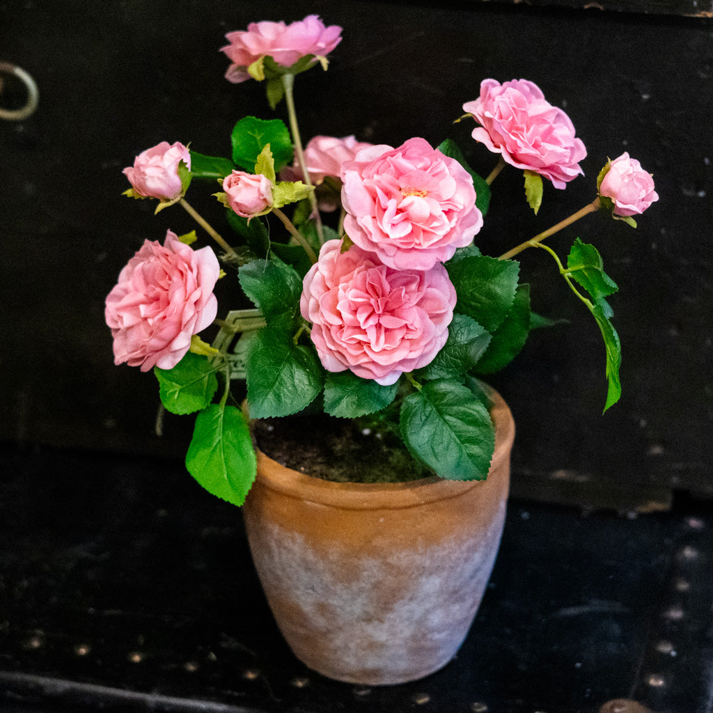 UV Pink Rose in Clay Pot Natural Touch