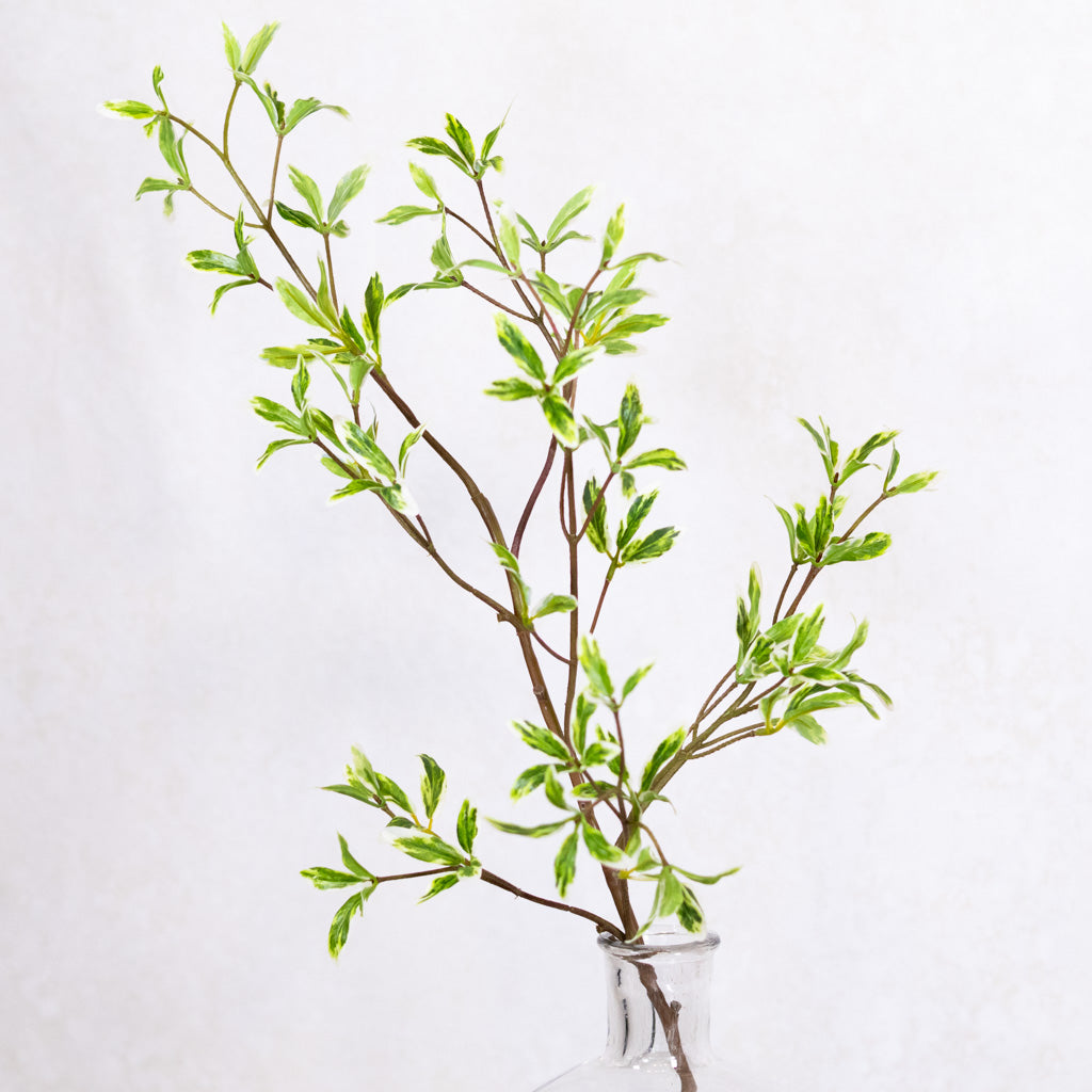 Coprosma Spray Green White