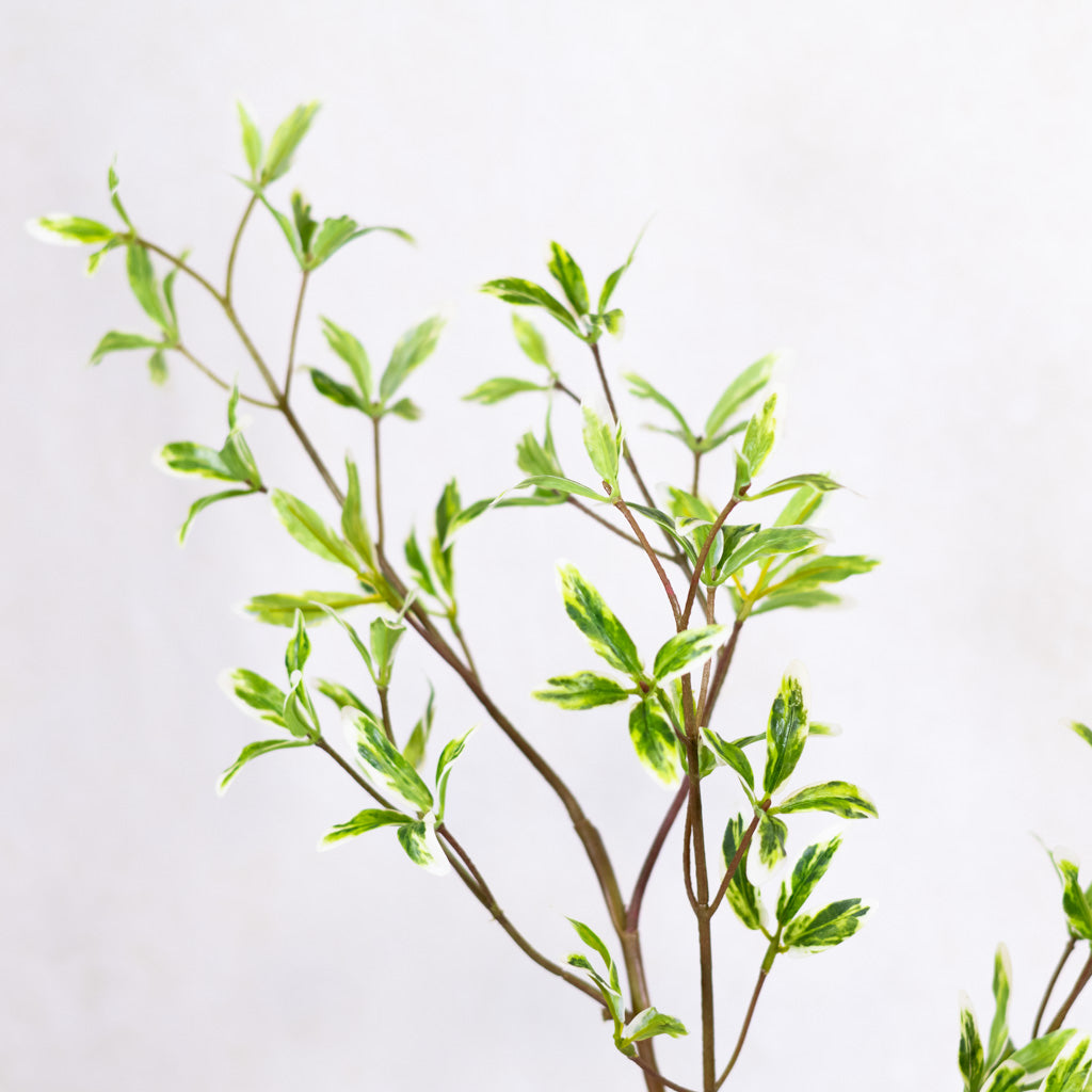 Coprosma Spray Green White