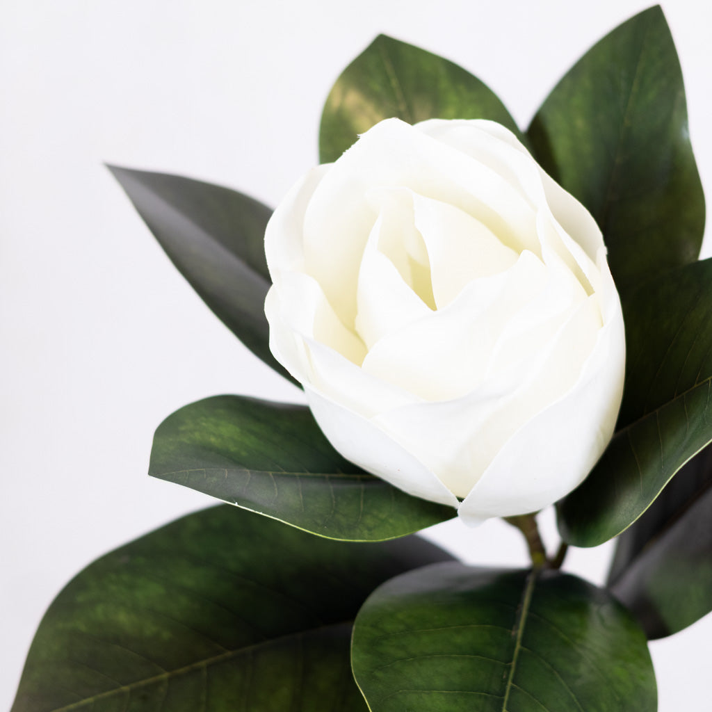 Magnolia Blossom and Foliage Spray