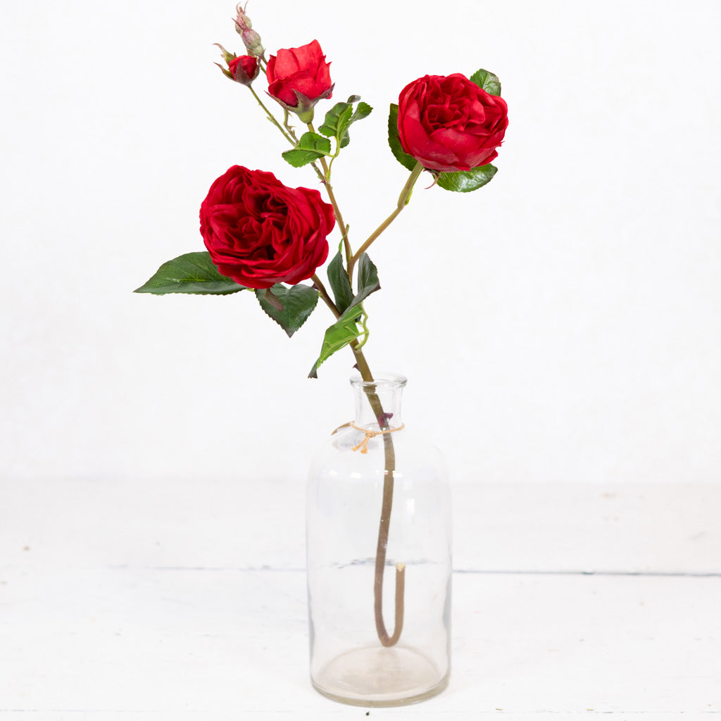 Just-Cut Cabbage Red Rose