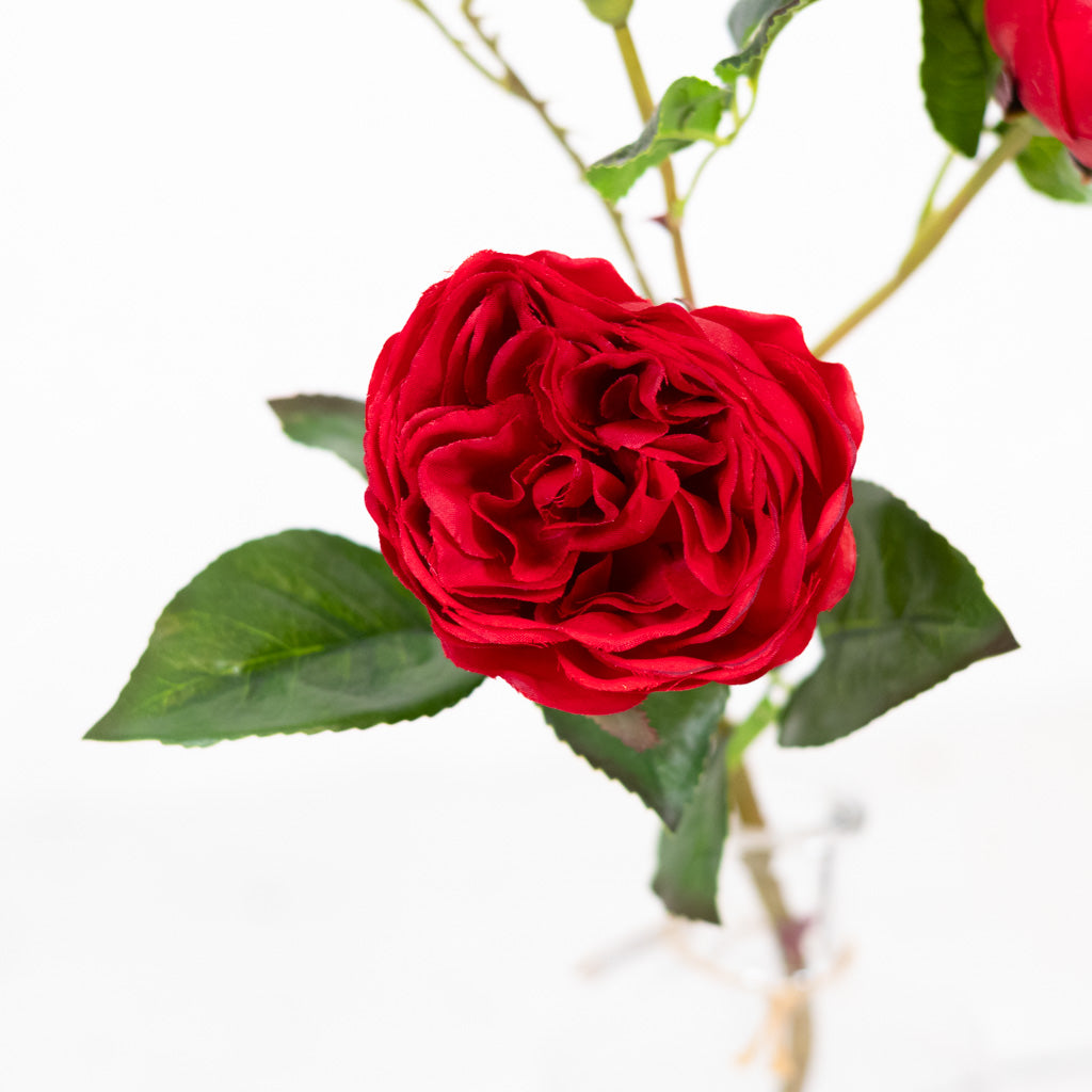 Just-Cut Cabbage Red Rose