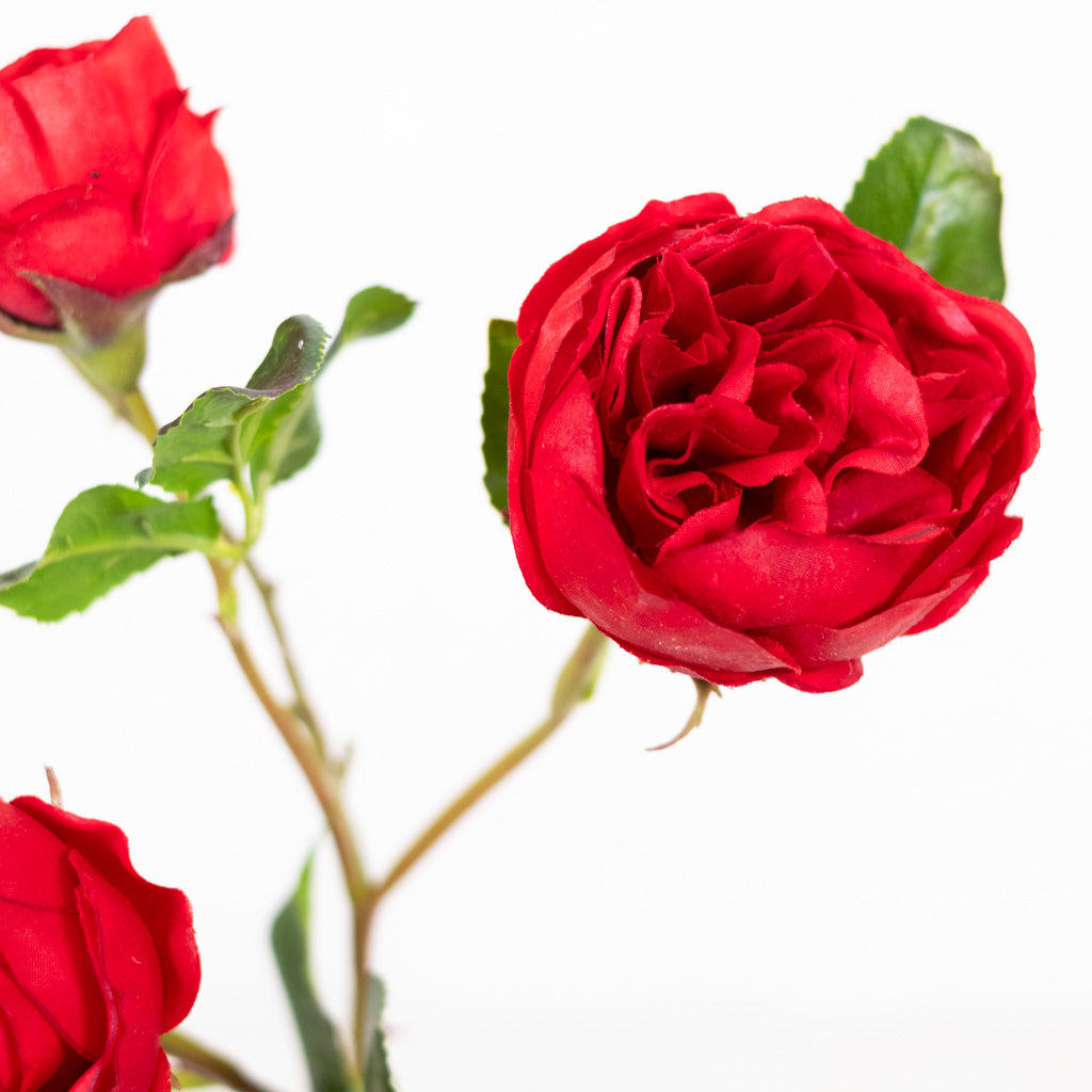Just-Cut Cabbage Red Rose