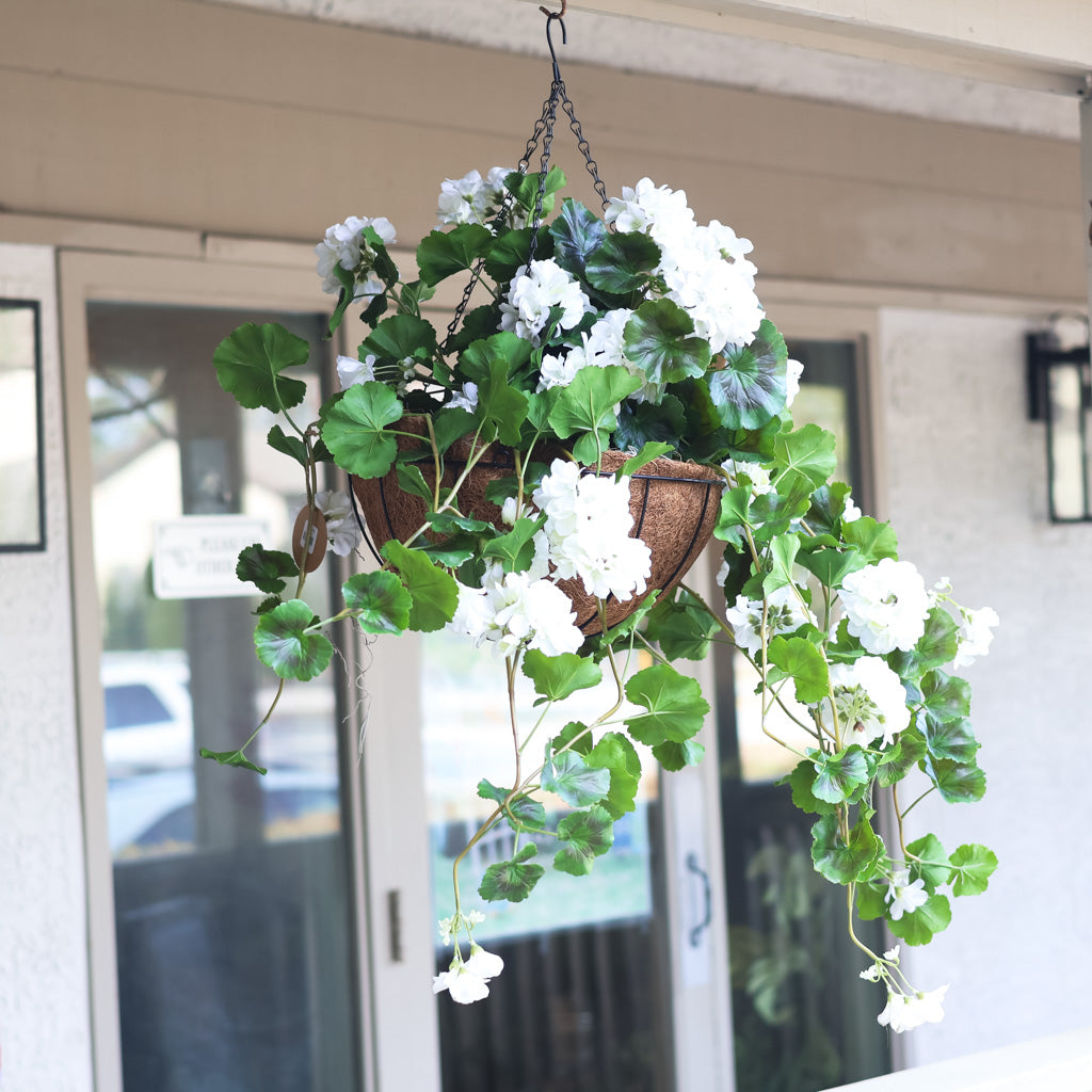 Hanging White Geranium Hanging Basket