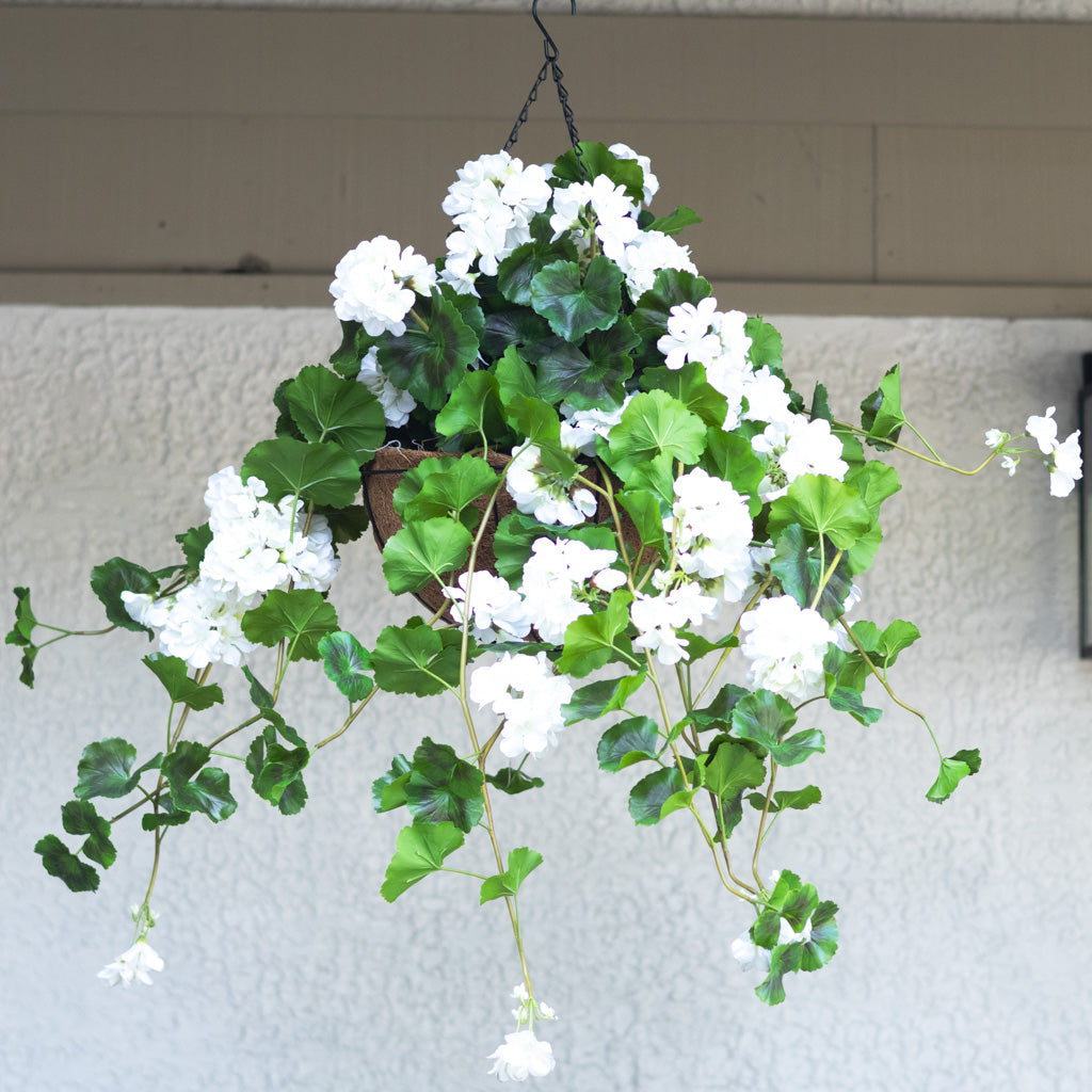 Hanging White Geranium Hanging Basket