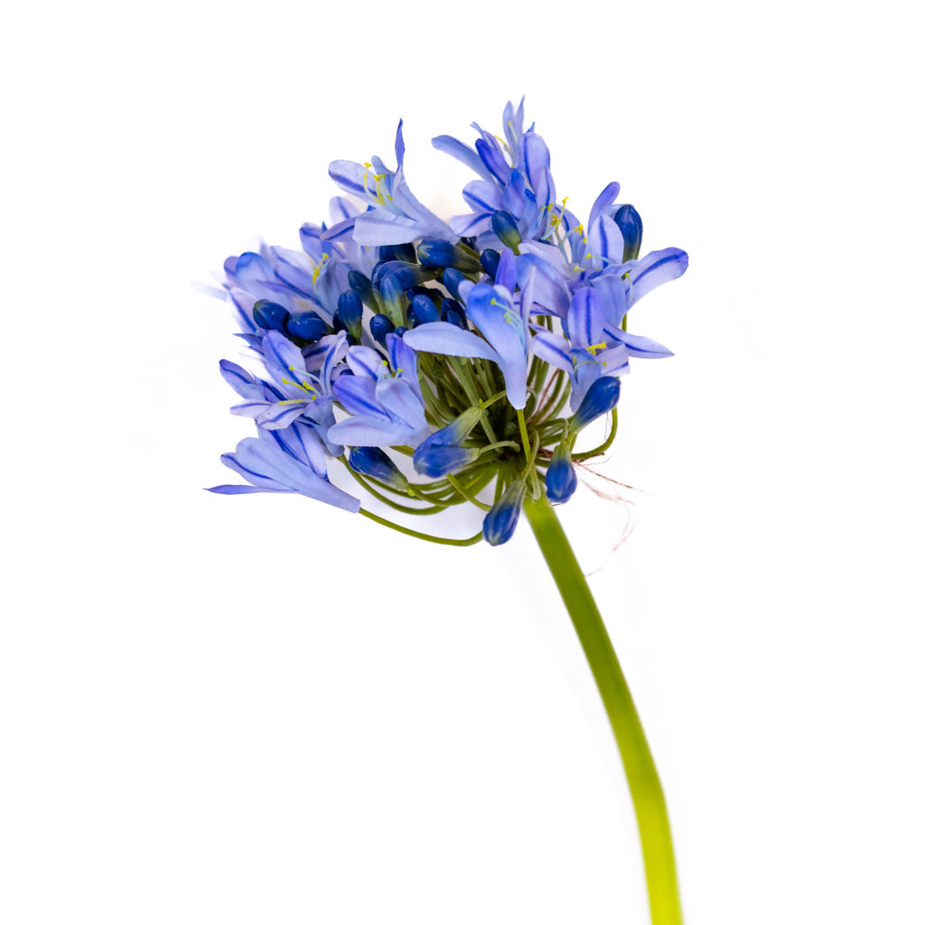 Blue Agapanthus Stem Just Cut