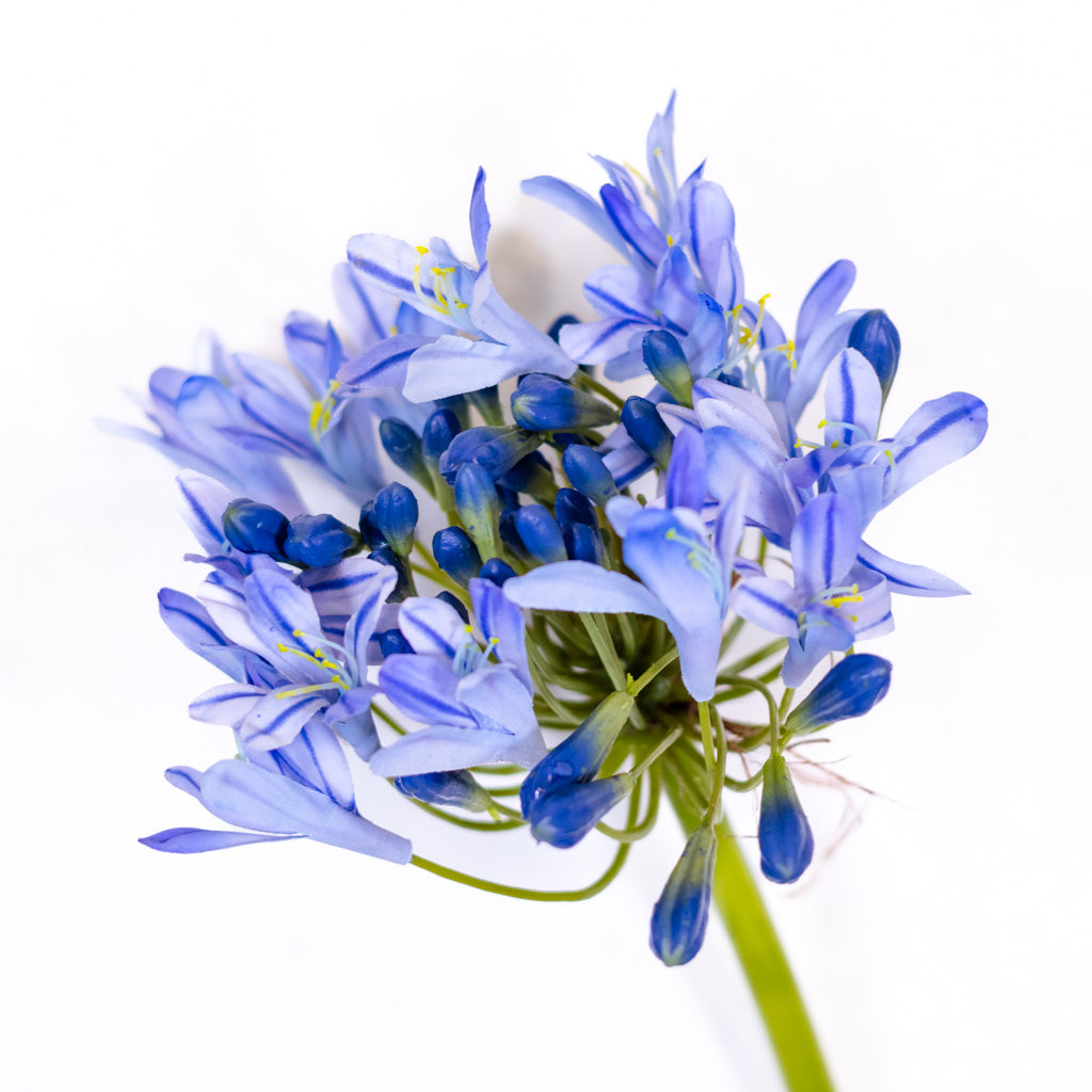 Blue Agapanthus Stem Just Cut