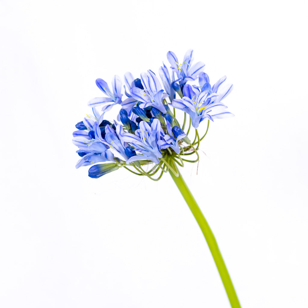 Blue Agapanthus Stem Just Cut