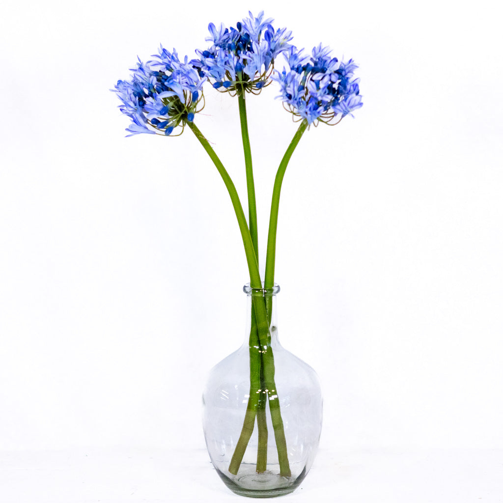 Blue Agapanthus Stem Just Cut