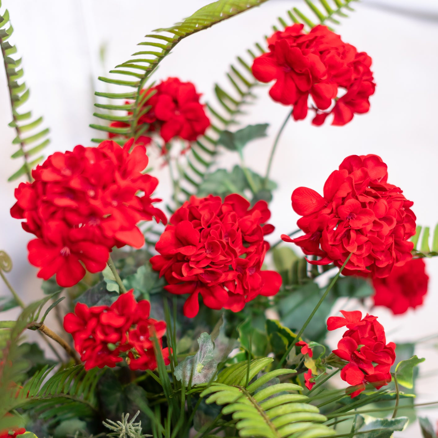 Heritage Red Geranium Drop In