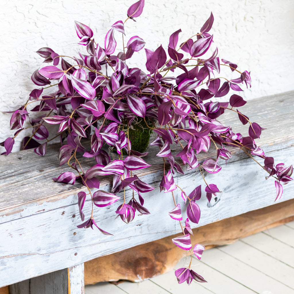 Tradescantia Purple Double In Moss Plant
