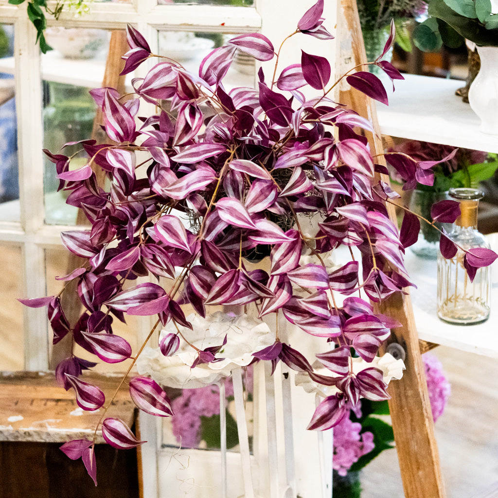 Tradescantia Purple Double In Moss Plant