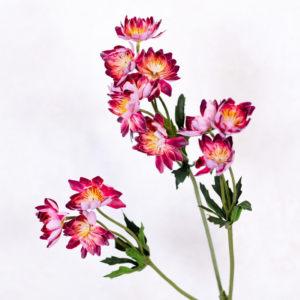 Lewisias Burgundy Pink Spray