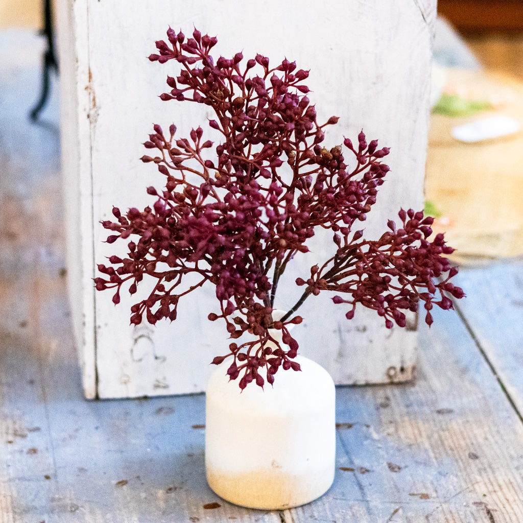 Rust Seed Bush