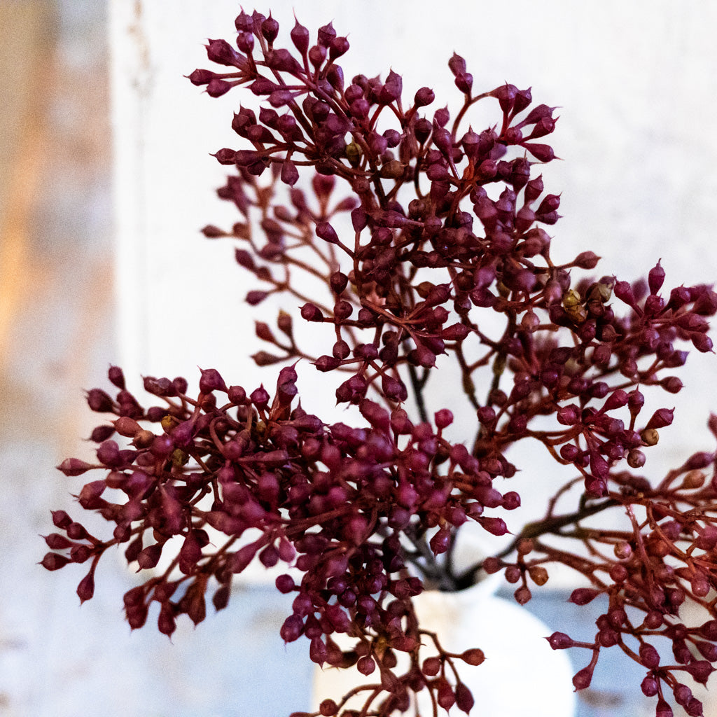 Rust Seed Bush