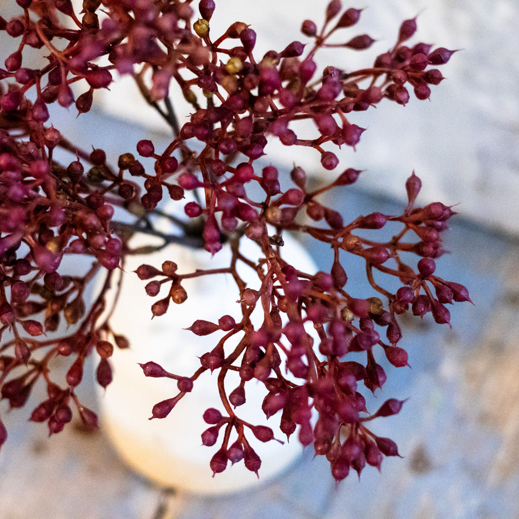 Rust Seed Bush