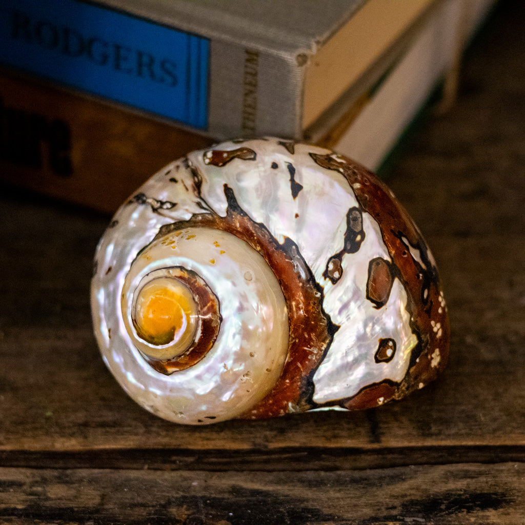 Turbo Brown Sarmaticus Shell