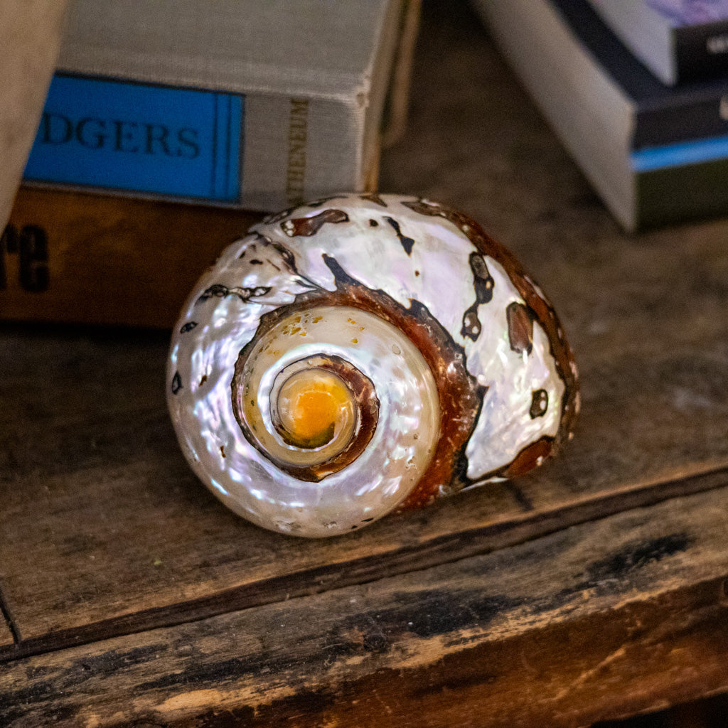 Turbo Brown Sarmaticus Shell