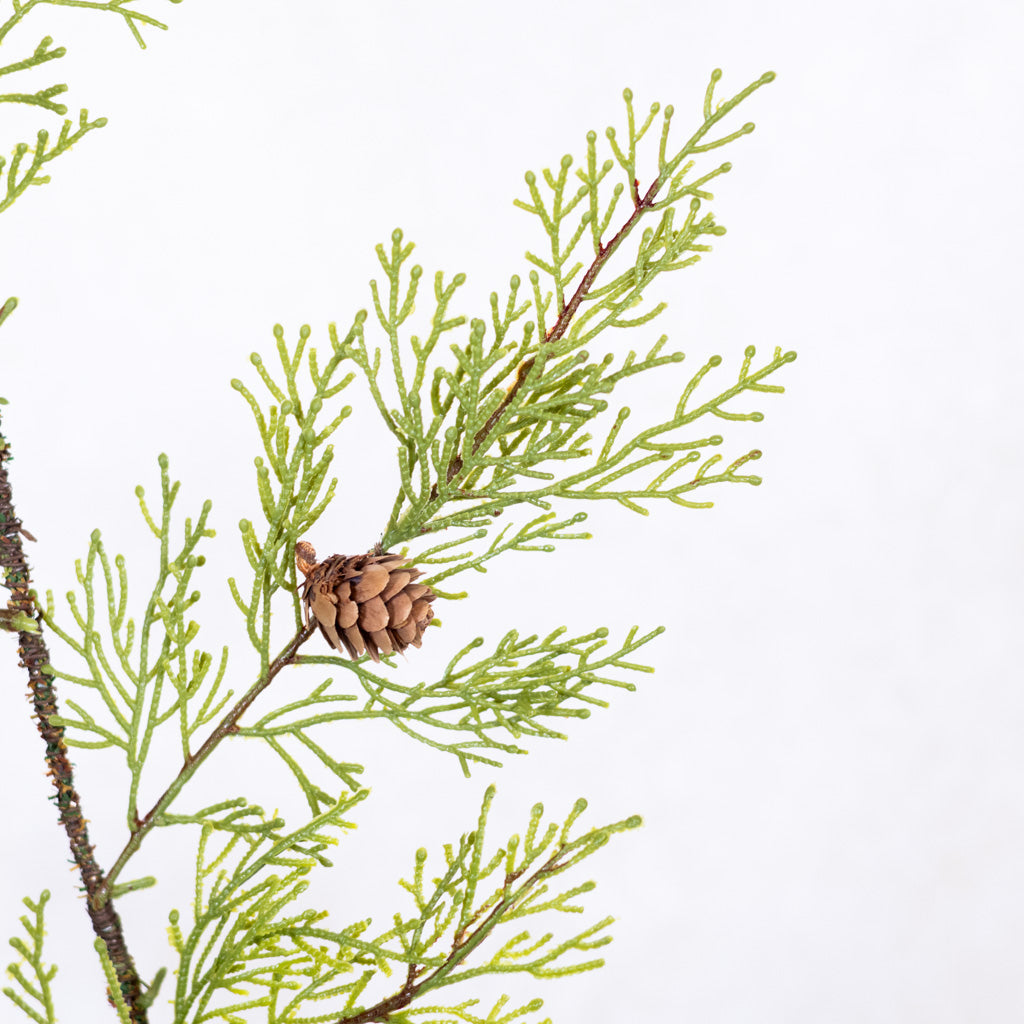 Soft Touch Cedar Spray