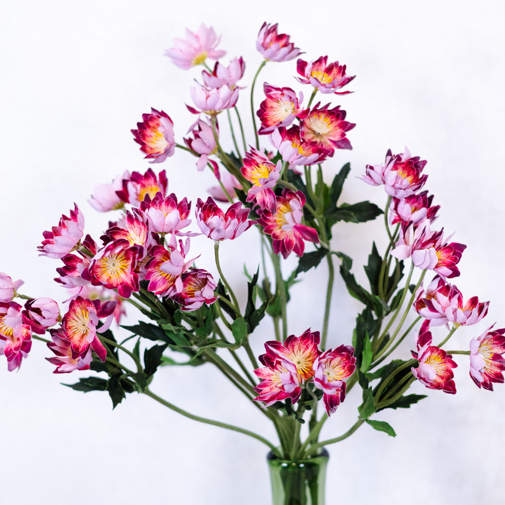 Lewisias Burgundy Pink Spray