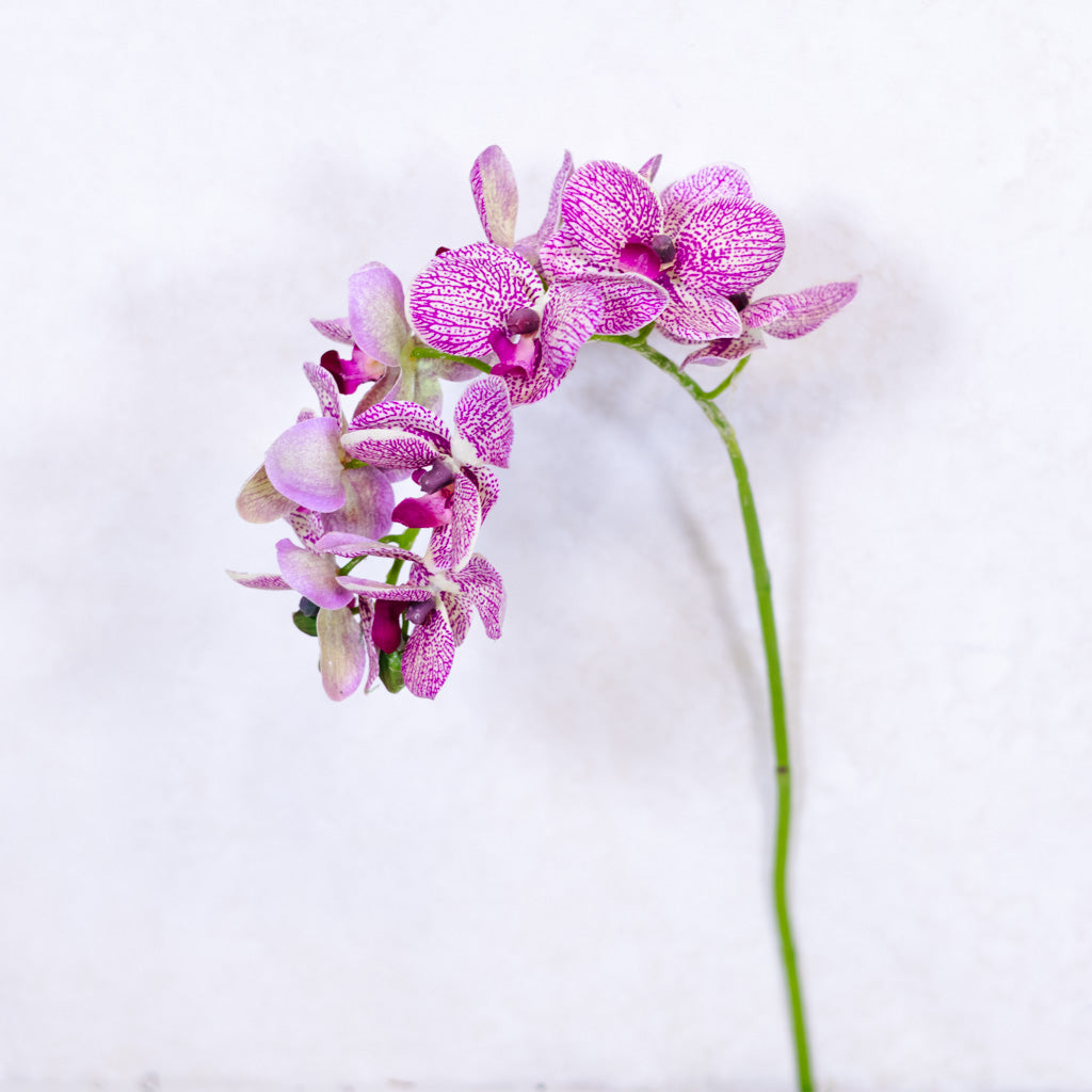 Purple Cream Phalaenopsis Orchid Spray