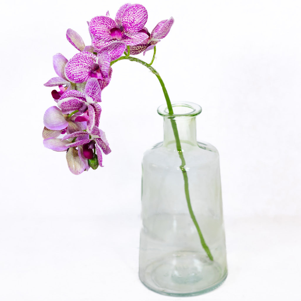 Purple Cream Phalaenopsis Orchid Spray