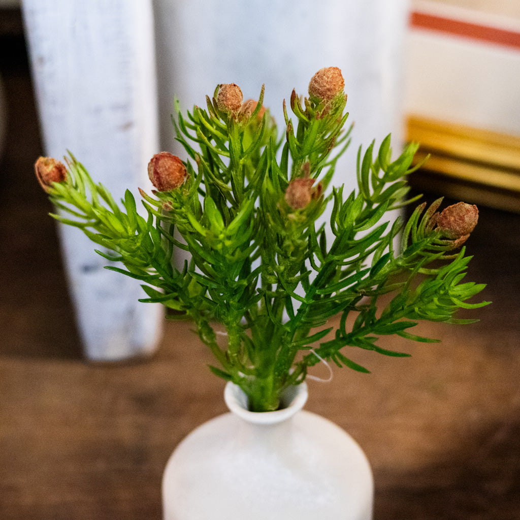 Desert Green Protea Plant