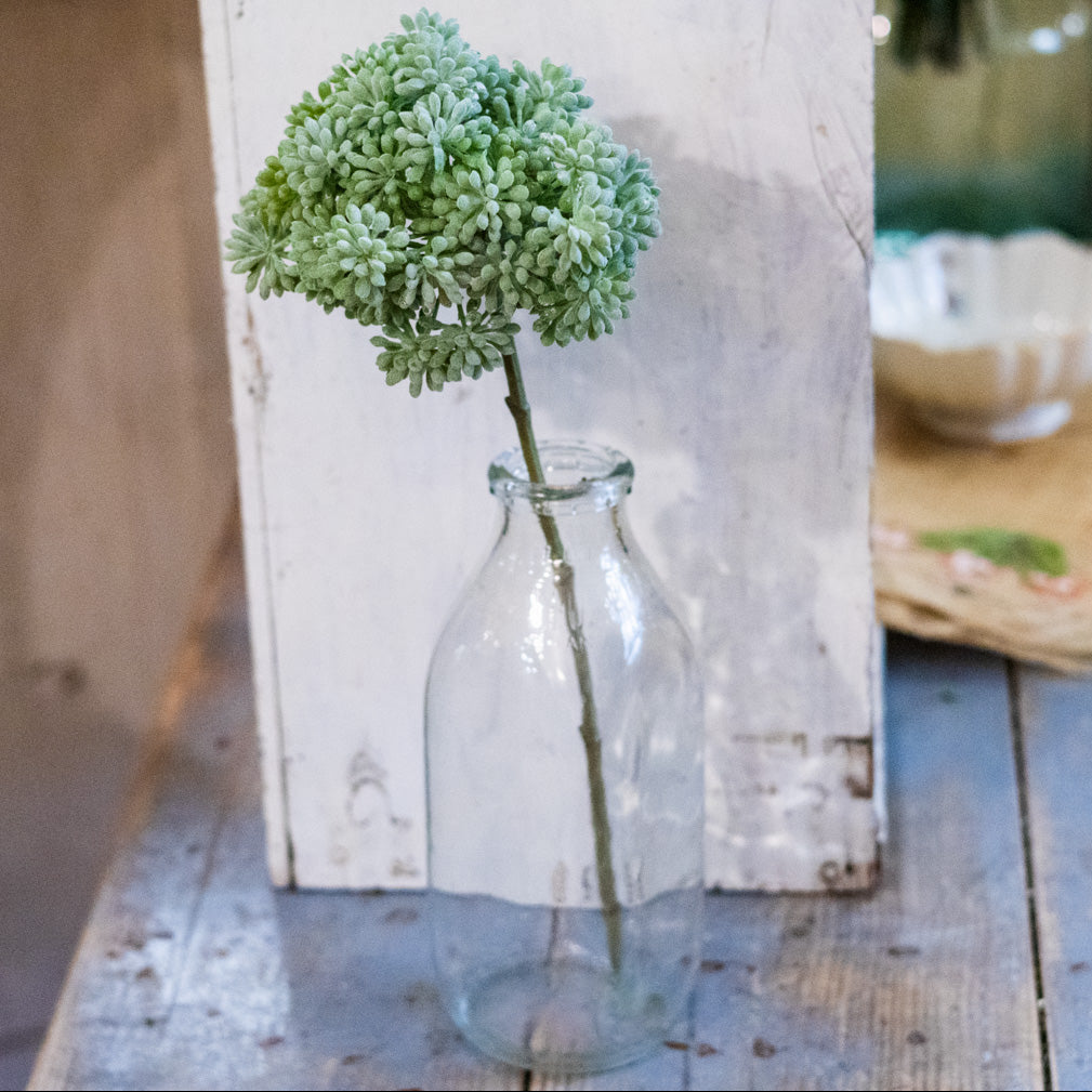 Sedum Green Pick Tall
