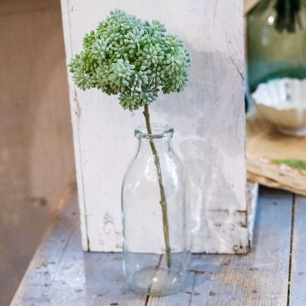 Sedum Green Pick Tall
