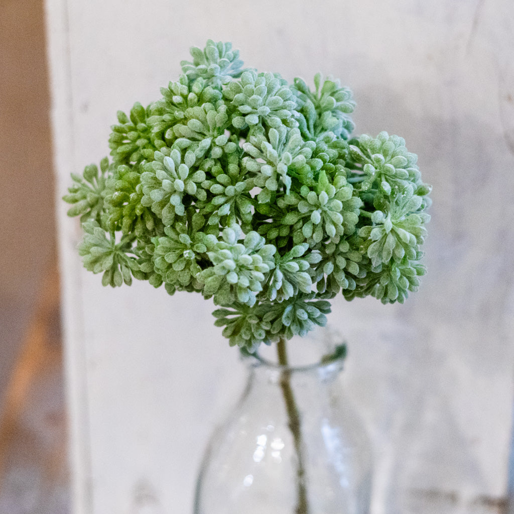 Sedum Green Pick Tall