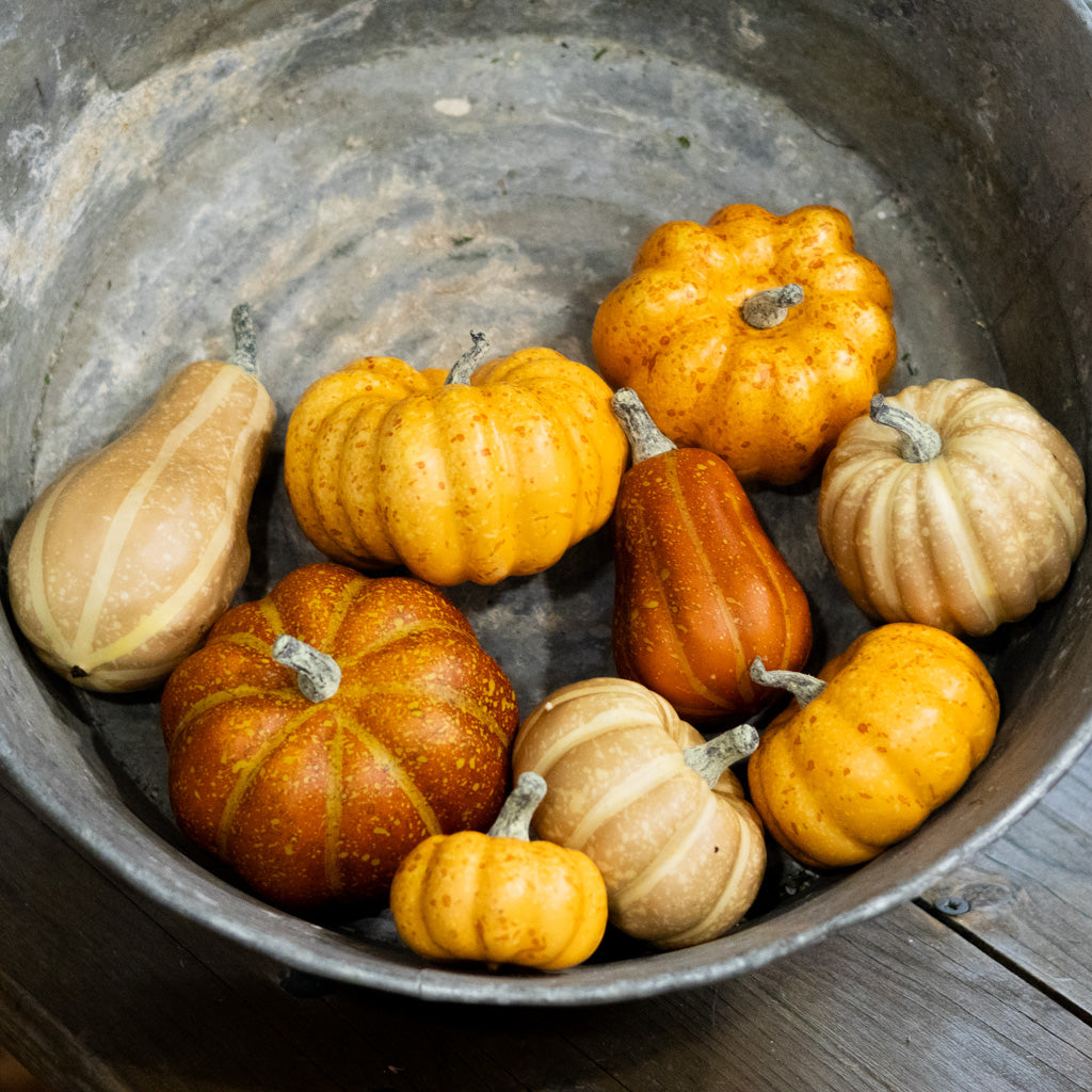 Box of Nine Pumpkin Mixed Assortment