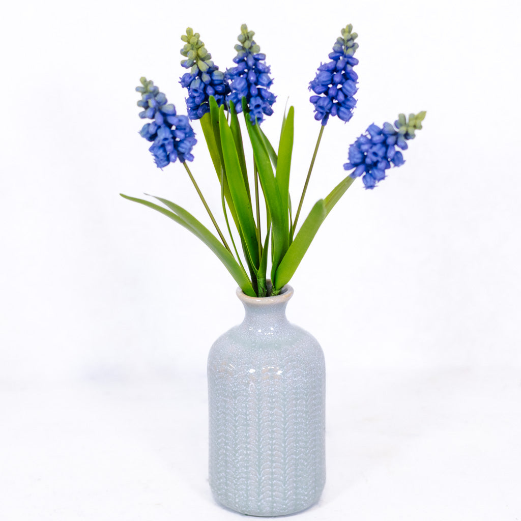 Grape Blue Hyacinth Bundle