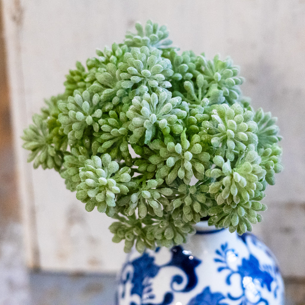 Sedum Green Pick Tall