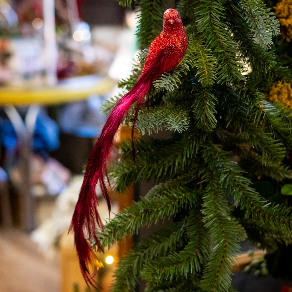 Wine Burgundy Feather Bird