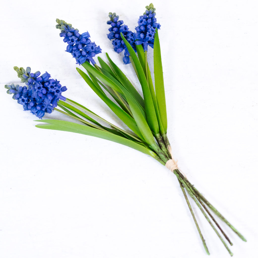 Grape Blue Hyacinth Bundle