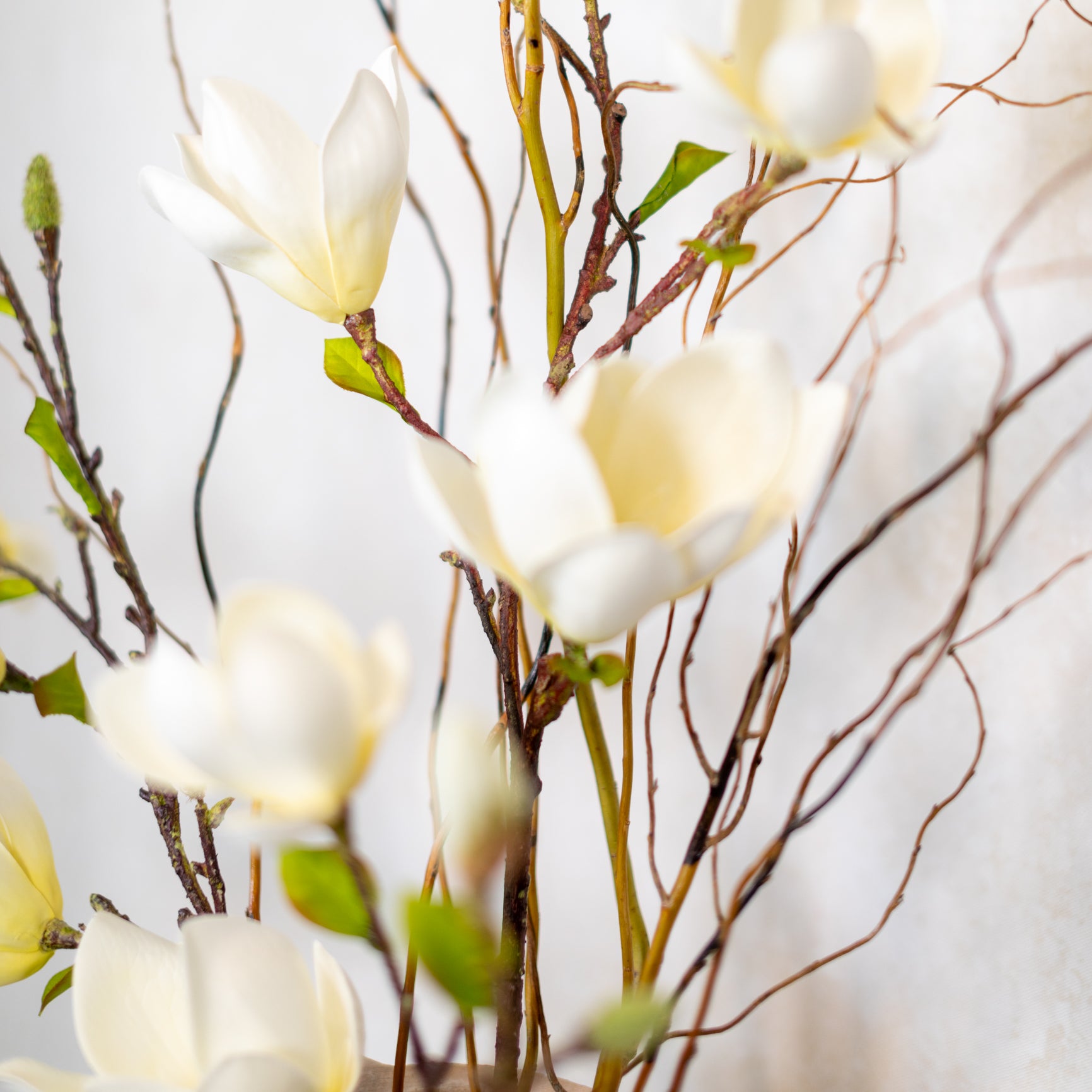 Saucer Magnolia Spray White