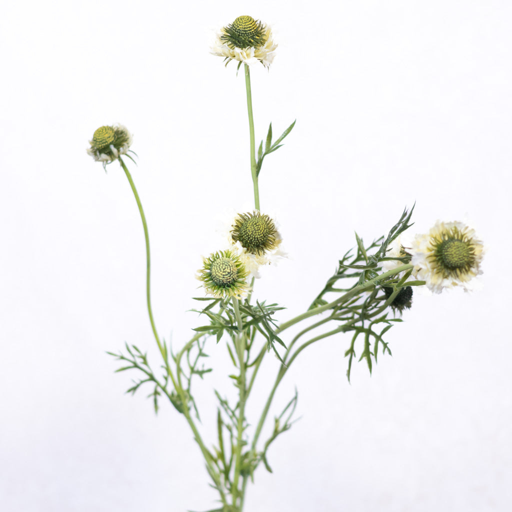 White Scabiosa Spray